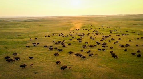 Fort Peck’s Buffalo Restoration and the America The Beautiful Challenge