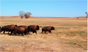 Sicnagu, NFWF Grantee. Largest Native-managed bison herd in the world.