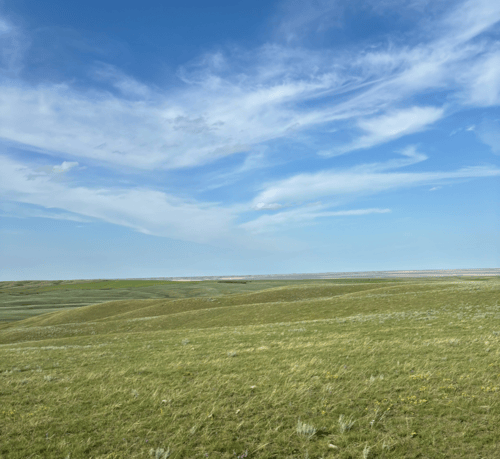 Fort Peck’s Buffalo Restoration and the America The Beautiful Challenge