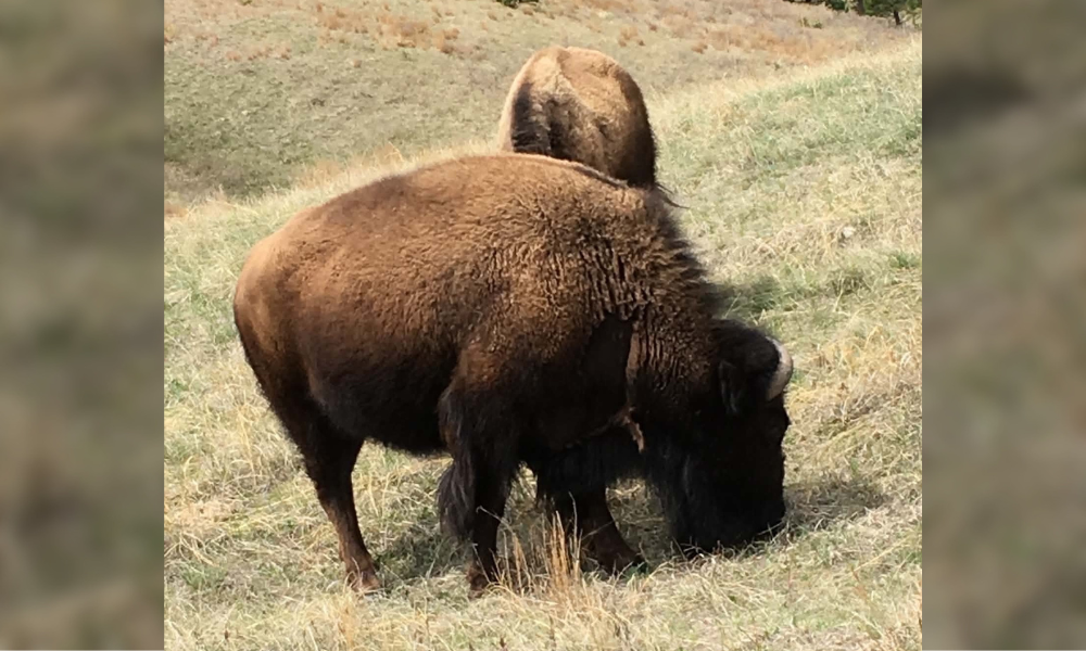 Restoring Buffalo, Restoring a Way of Life: The Knife Chief Buffalo Nation Society