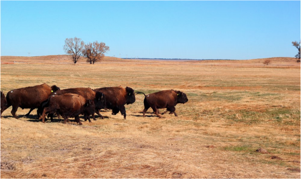 Wolokota-welcomes-first-100-buffalo-1024x607